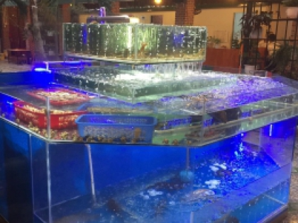 Chuyên thiết kế thi công và sữa chữa hồ hải sản NĂM SANG