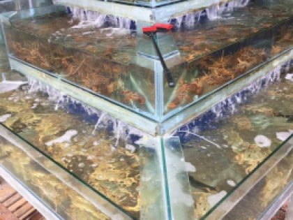 Thiết kế Hồ Hải Sản VỰA HẢI SẢN , hồ chứa hải sản nhà hàng