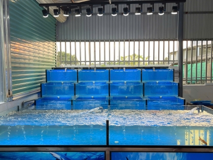 THI CÔNG HỒ HẢI SẢN TẠI GÒ CÔNG