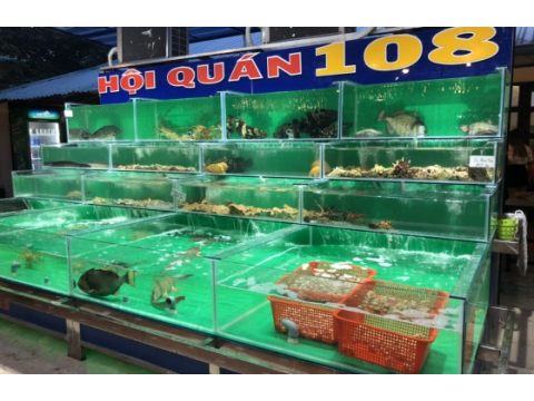 Thi công hồ hải sản - Hội Quán 108